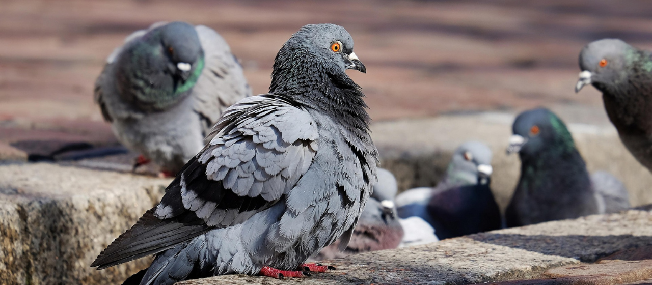 Foto De ratten van de lucht.