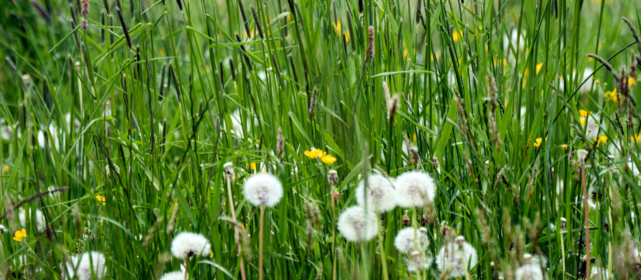 Foto Waarom bloeien er geen bloemen in mijn gazon?