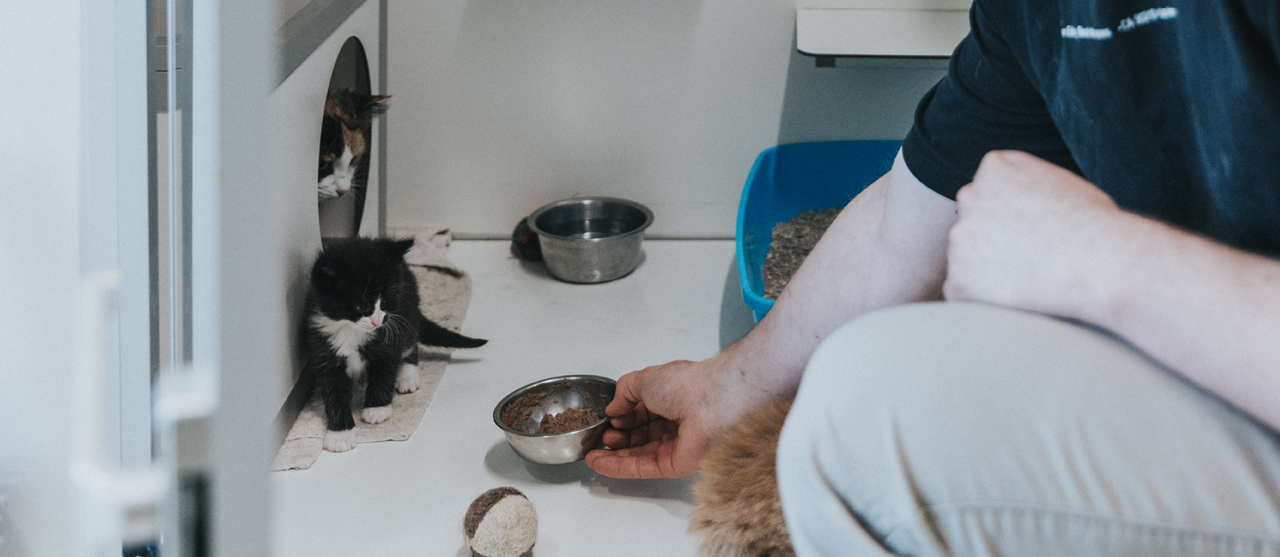 Foto Klasworkshop geboortebegeleiding bij gezelschapsdieren