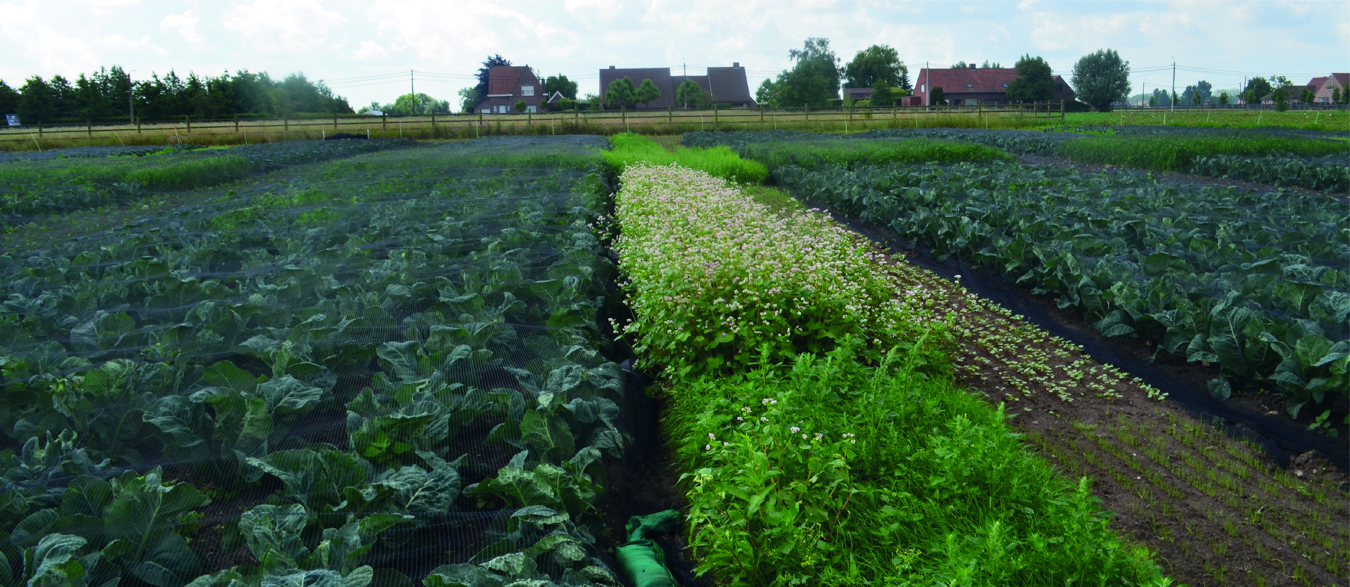 Foto Natuurlijke vijanden stimuleren