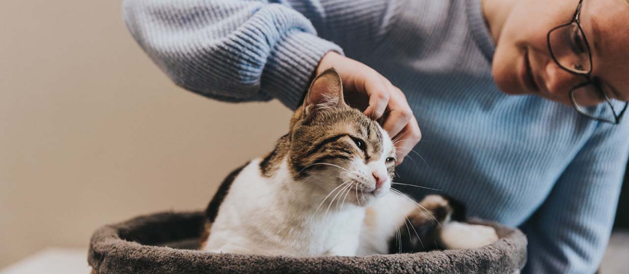 Een studente dierenzorg aan HOGENT controleert de gehoorgang van een kat in een kattenmand.