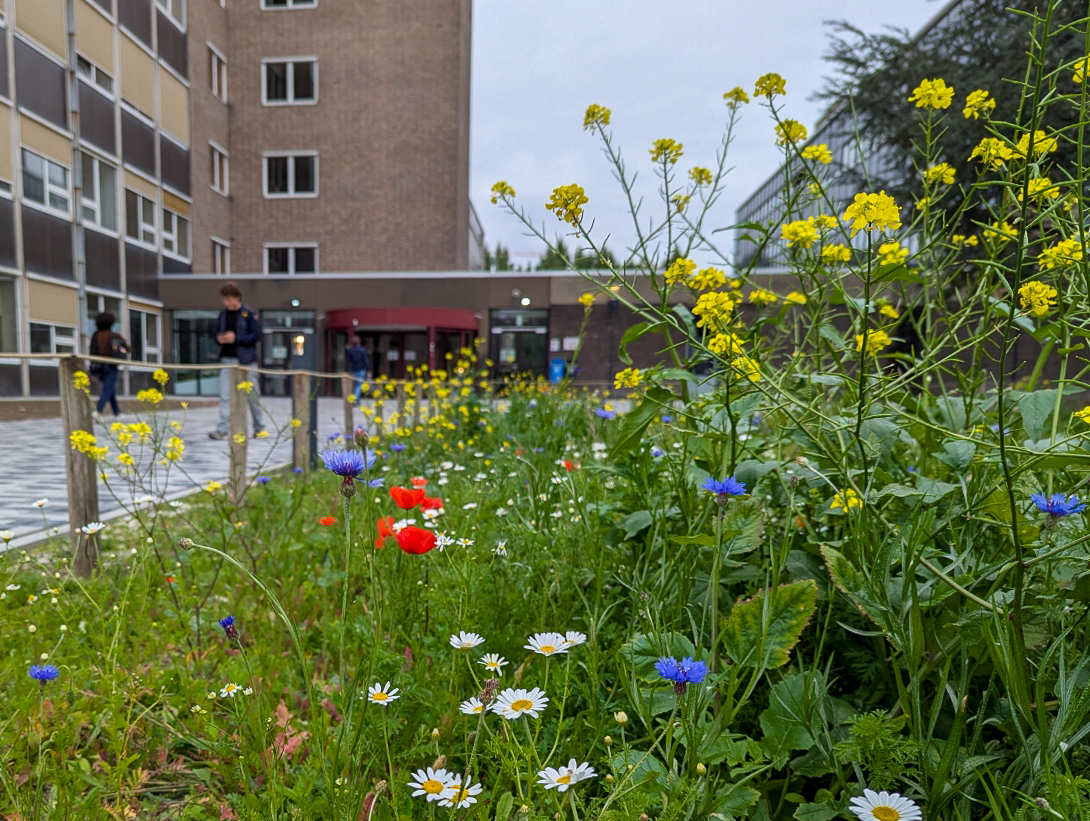 bloemrijk grasmengsel aan gebouw C