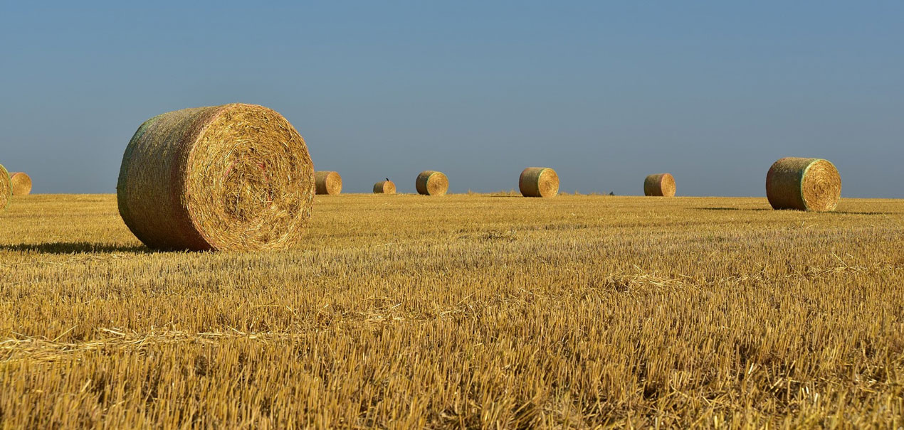 Foto Herstellende landbouw: goed voor boer, consument en landschap.