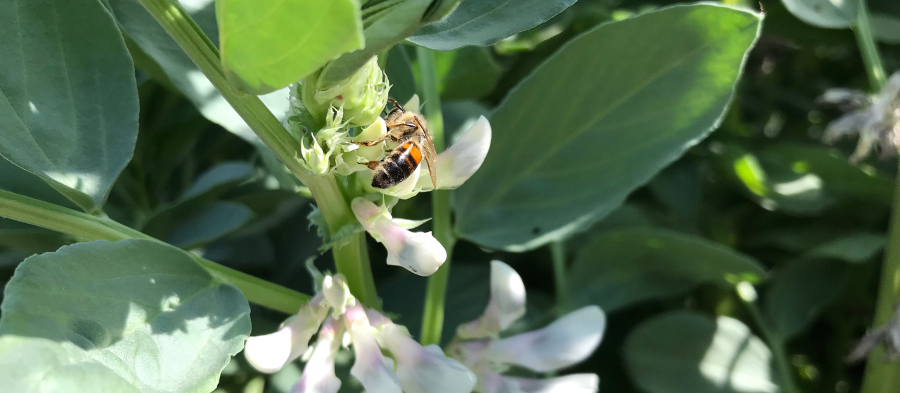 Foto Nationale Peulvruchtendag - Maak hun impact op biodiversiteit meetbaar en verkoopbaar
