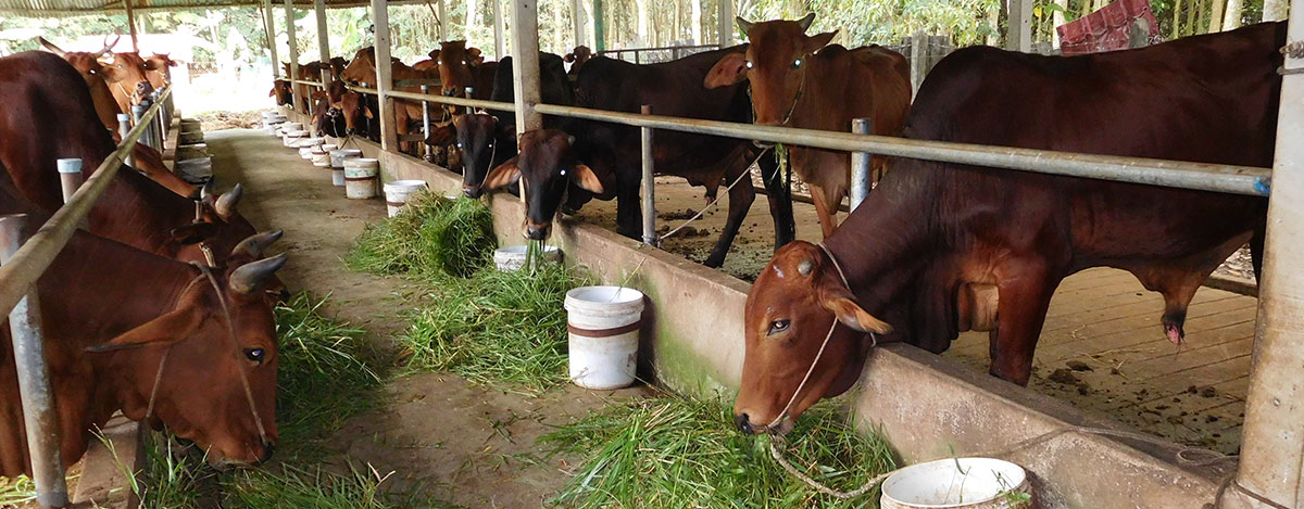 Foto Duurzame rundvleesproductie in het zuidoosten van Vietnam