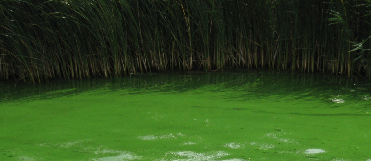 Foto Blauwalgen in opmars