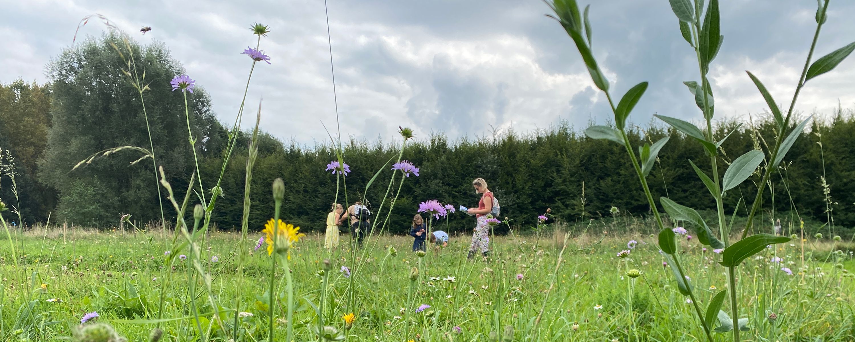 Foto Een bloemenweide voor de wetenschap (of gewoon omdat het mooi is).