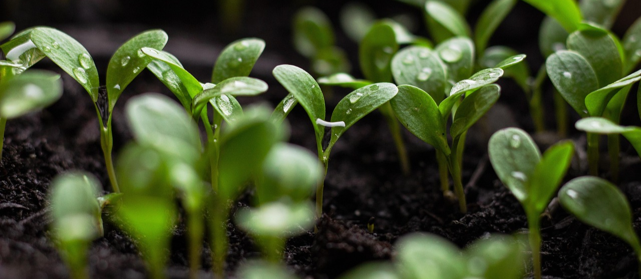 Foto Greenwashing: wanneer groen niet echt groen is
