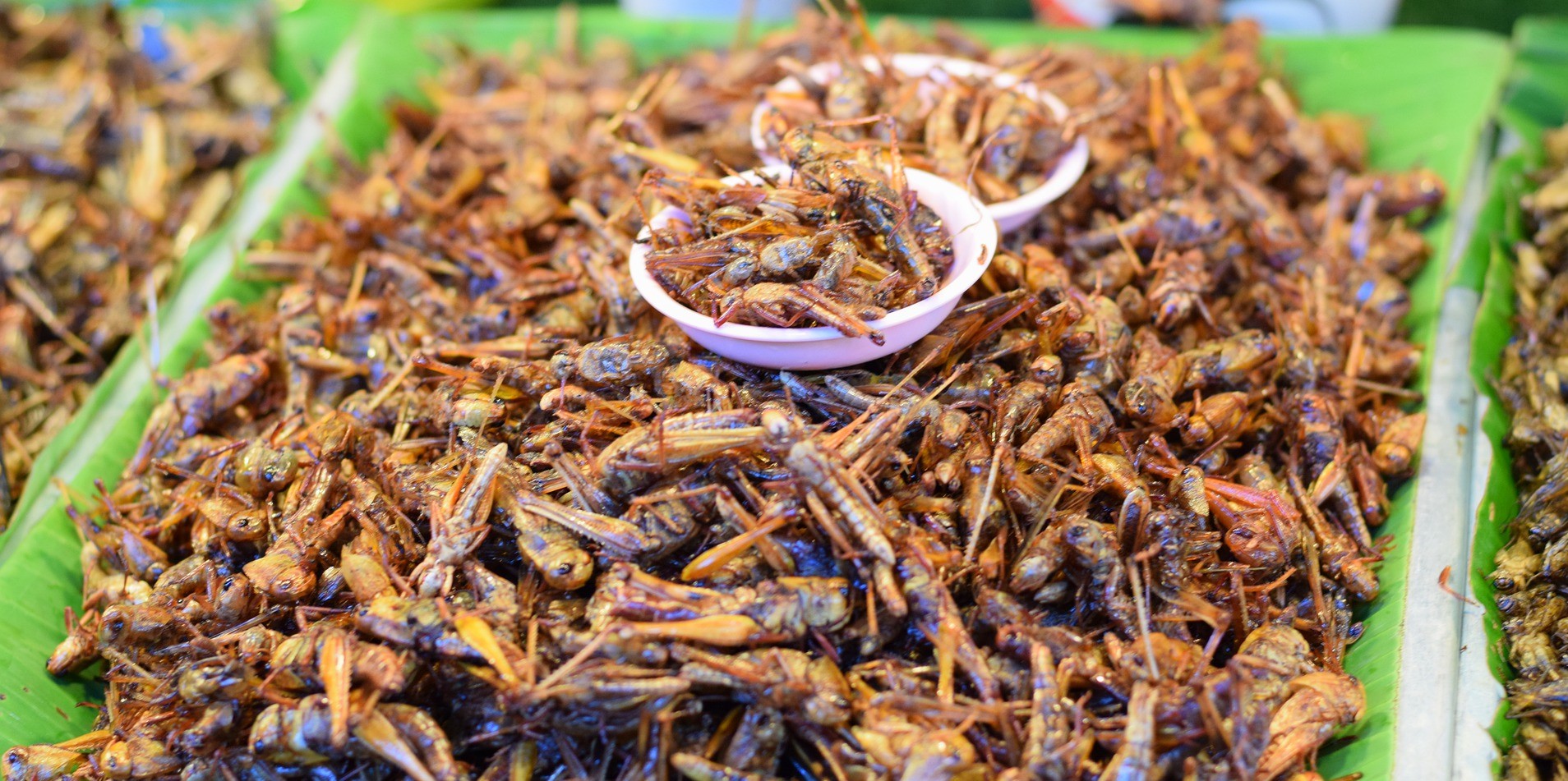 Foto Vlaming wil best insecten eten, maar ze liever niet zien
