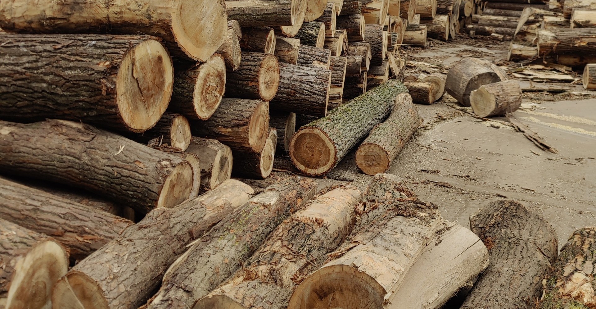 Foto Bekroond eindwerk pleit voor eerherstel voor de populier.