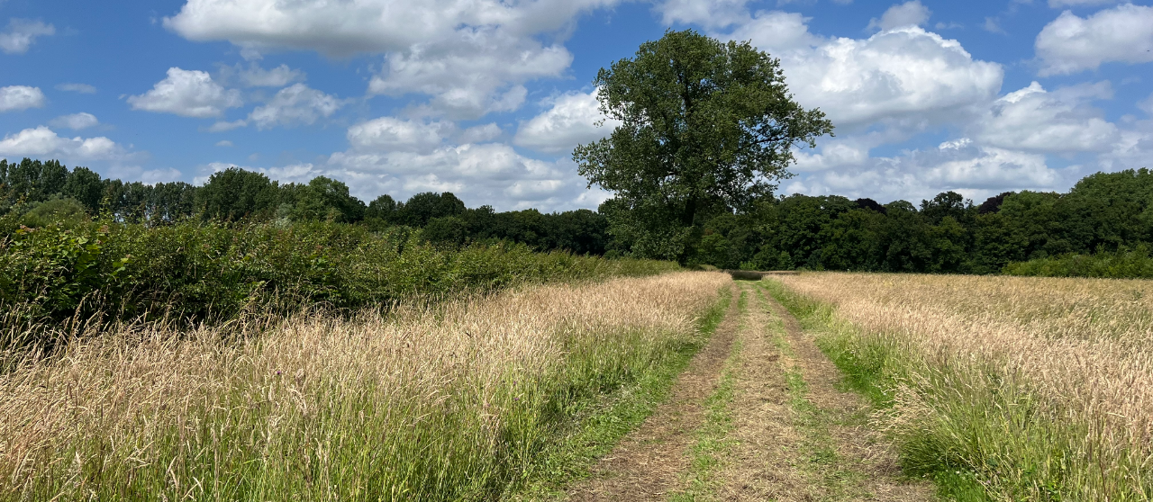 Foto Rewilding Materials.